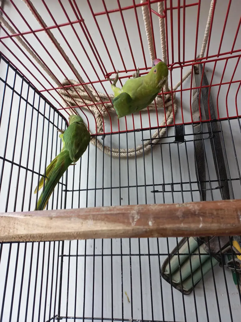 Pahari Parrot Pair with steel Cage — photo 3