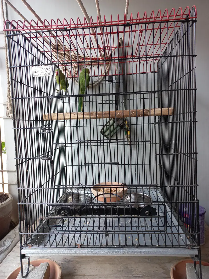 Pahari Parrot Pair with steel Cage — photo 4