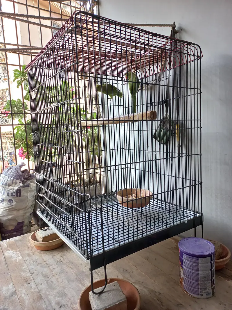 Pahari Parrot Pair with steel Cage — photo 5