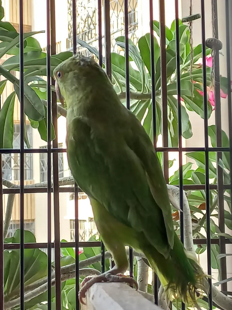 Pahari Parrot Pair with steel Cage — photo 6