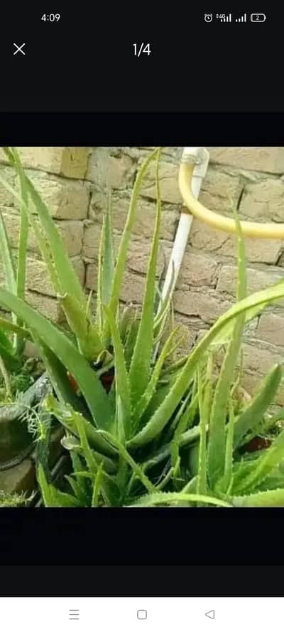 alovera heavy plants available in wholesale price