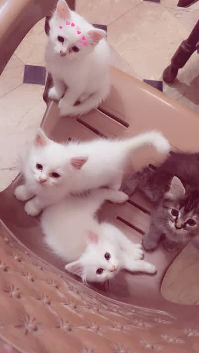double coated Persian kittens, vaccinated