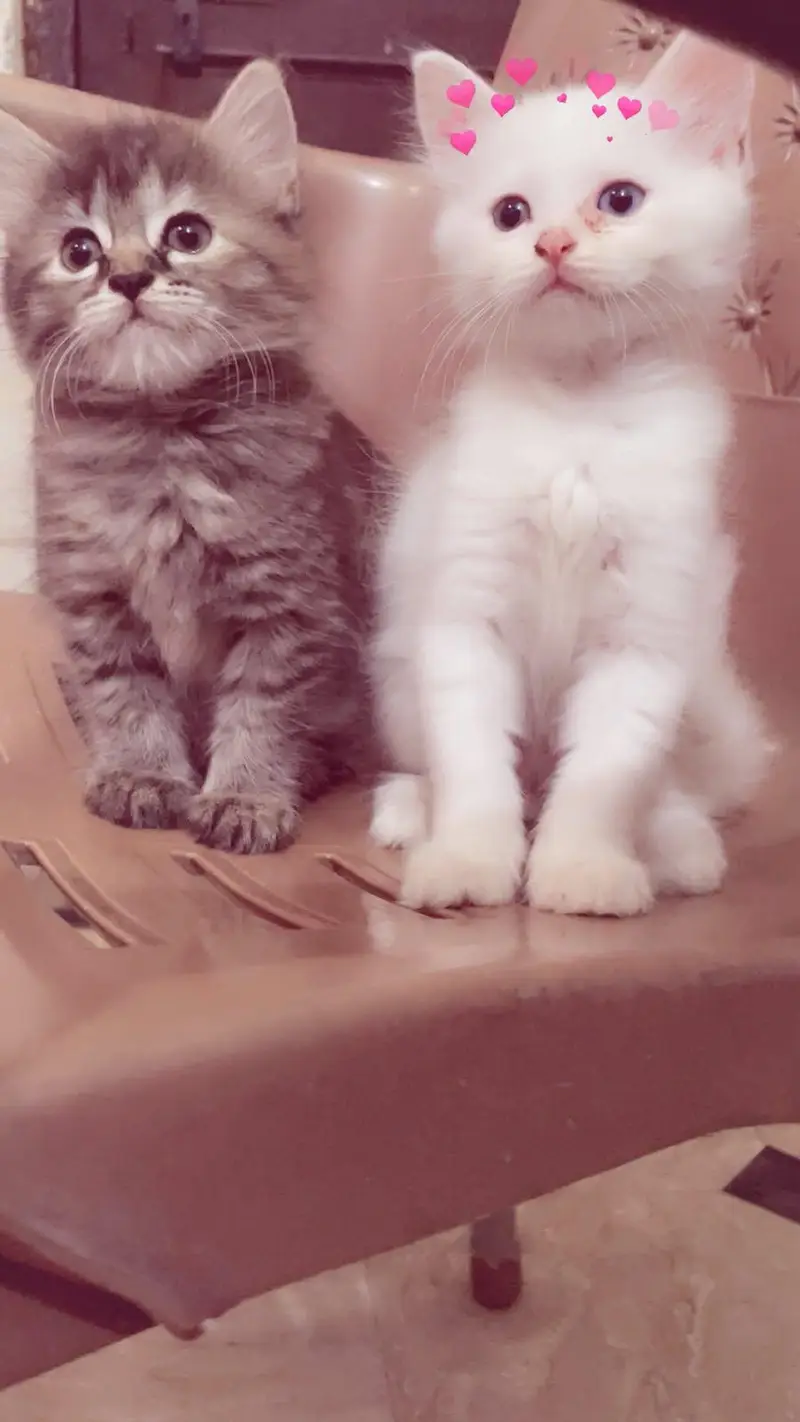 double coated Persian kittens, vaccinated — photo 2