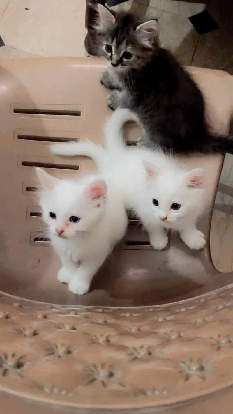 double coated Persian kittens, vaccinated — photo 3