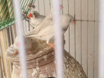 finches