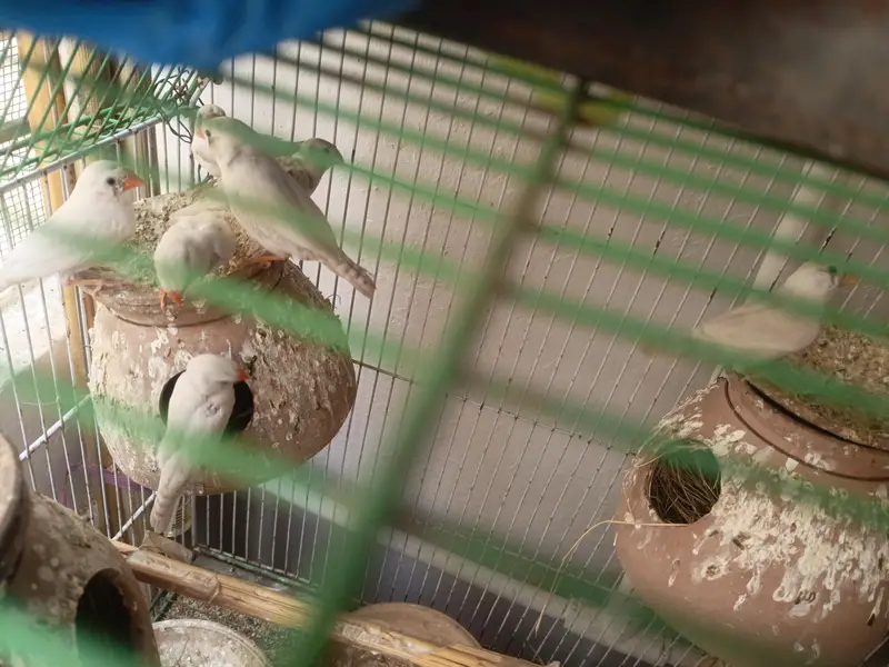 finches — photo 2