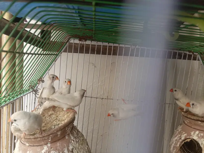 finches — photo 3