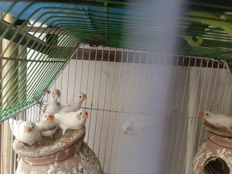 finches — photo 4