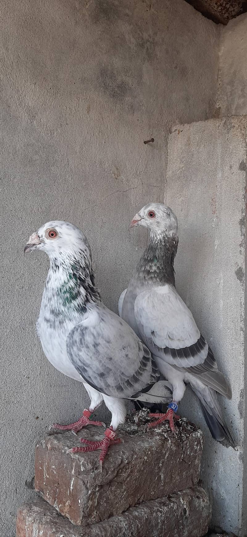 Grizzle pair 3