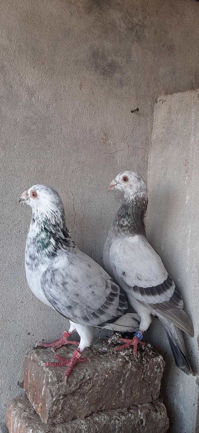 Grizzle pair 4