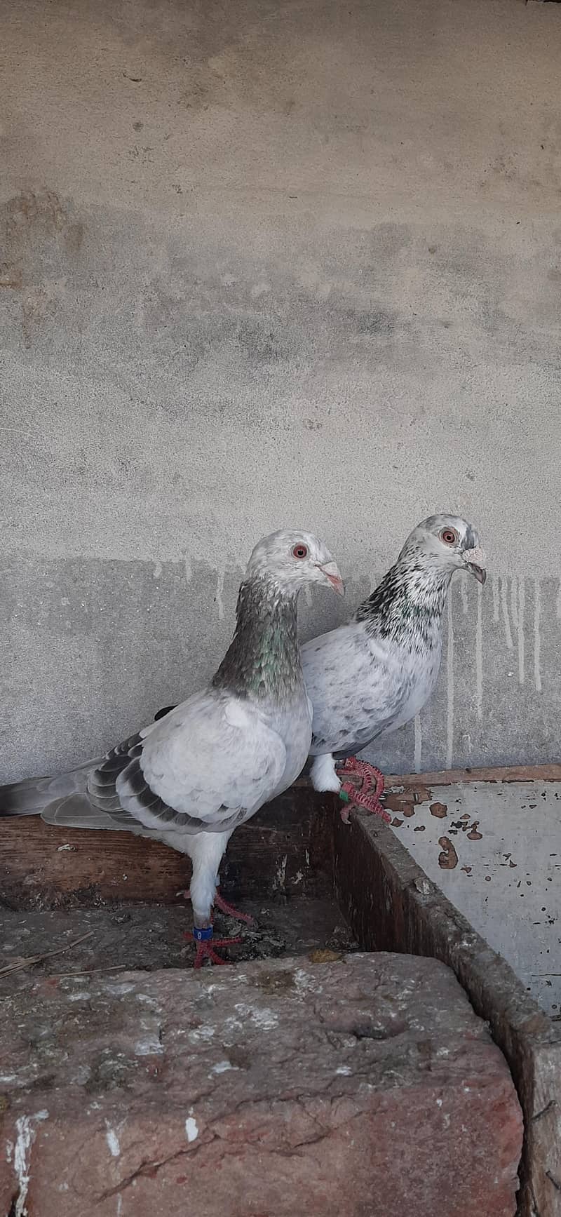 Grizzle pair 5