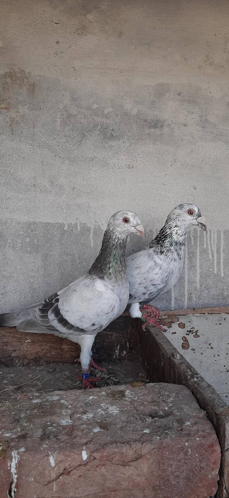 Grizzle pair 6