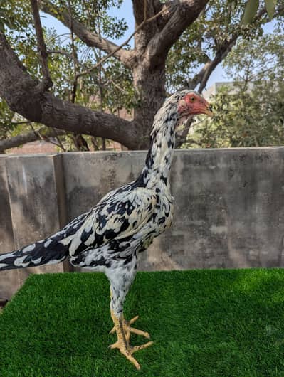 German O shamoo Ready to breed female age 6 months