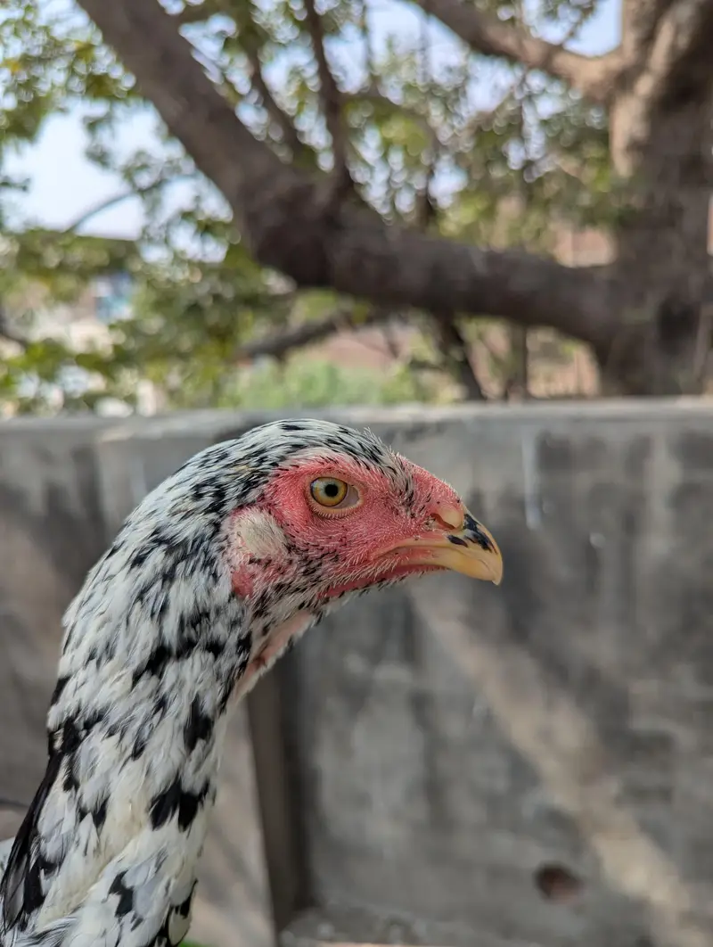German O shamoo Ready to breed female age 6 months — photo 2