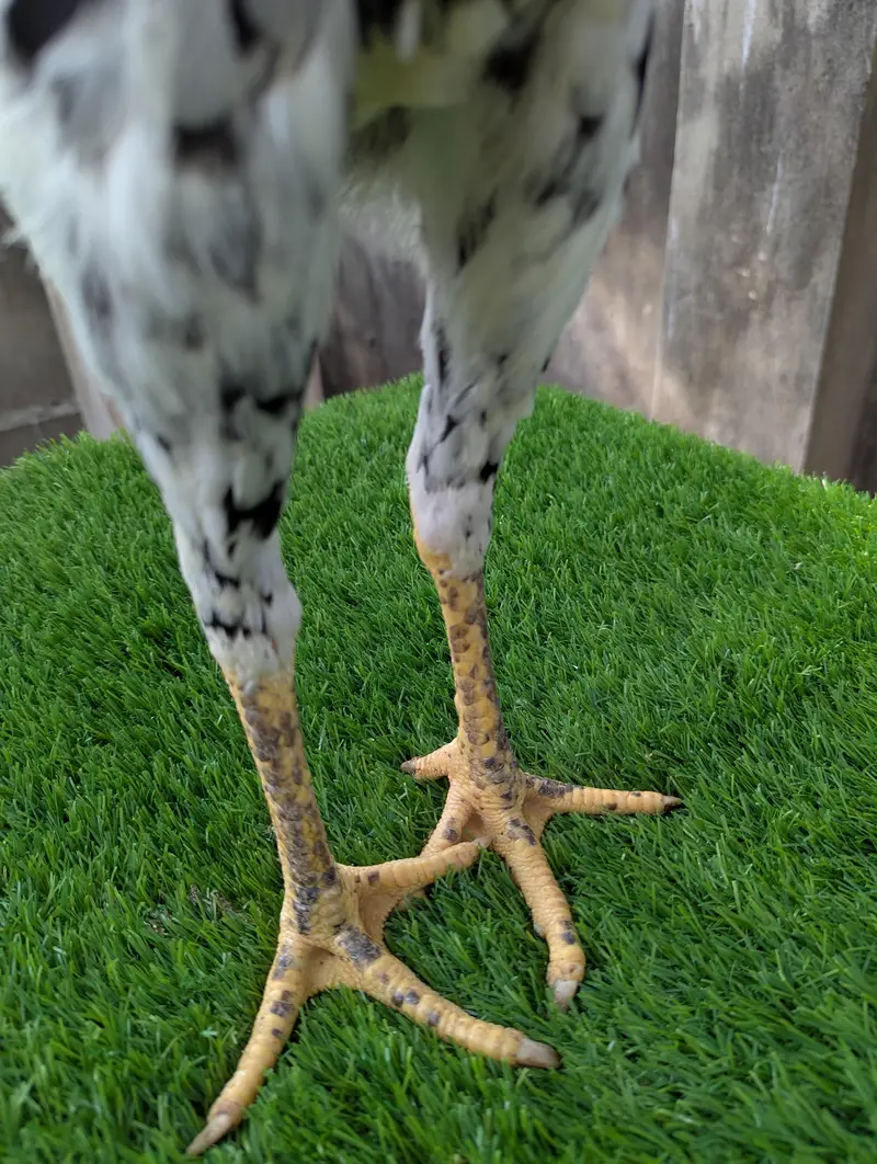 German O shamoo Ready to breed female age 6 months — photo 3