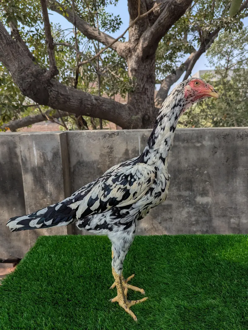 German O shamoo Ready to breed female age 6 months — photo 4