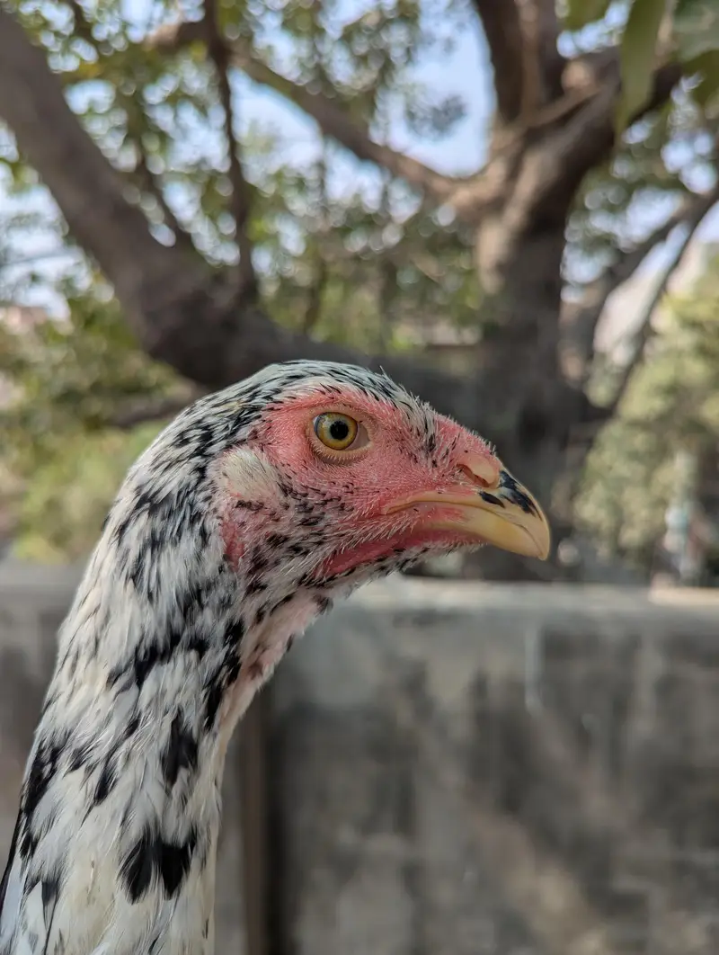 German O shamoo Ready to breed female age 6 months — photo 5