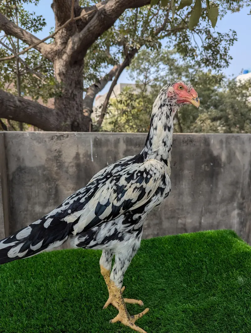 German O shamoo Ready to breed female age 6 months — photo 6