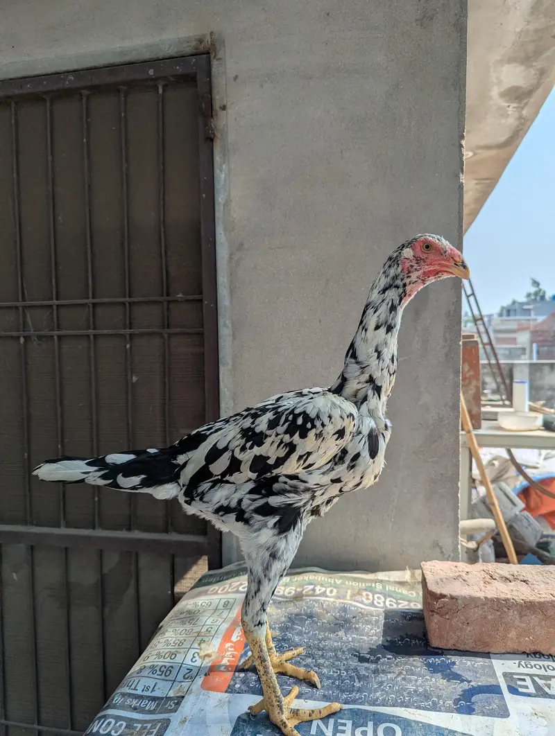 German O shamoo Ready to breed female age 6 months — photo 7