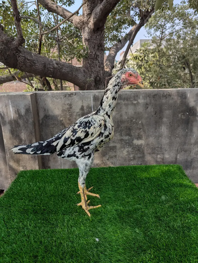German O shamoo Ready to breed female age 6 months — photo 8