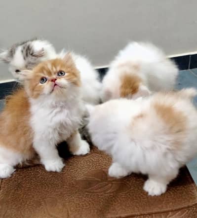 Persian kitten full punch face near to peki