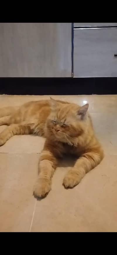 persian cat  for sale
