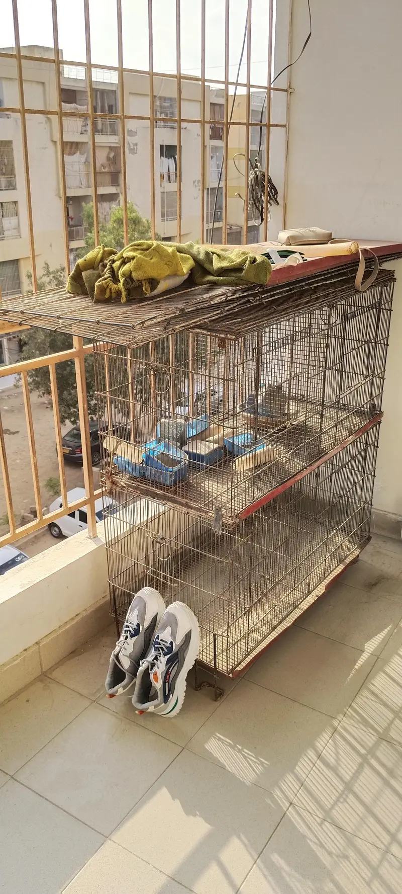 birds cage
