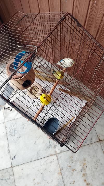 Budgies breader pair available