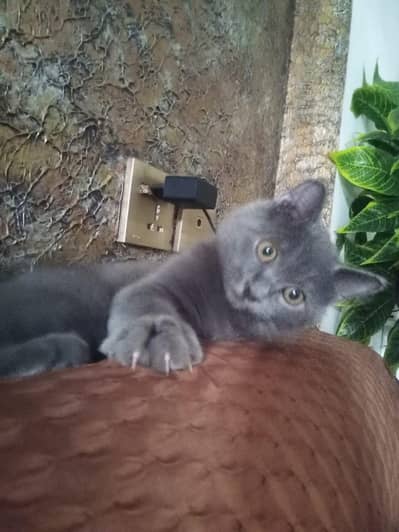 Persian Kitten | Fluffy Kitten | 03254240227 | Litter Trained