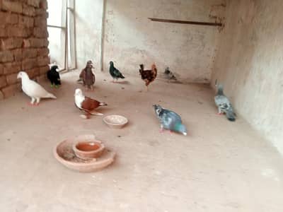 piegons available