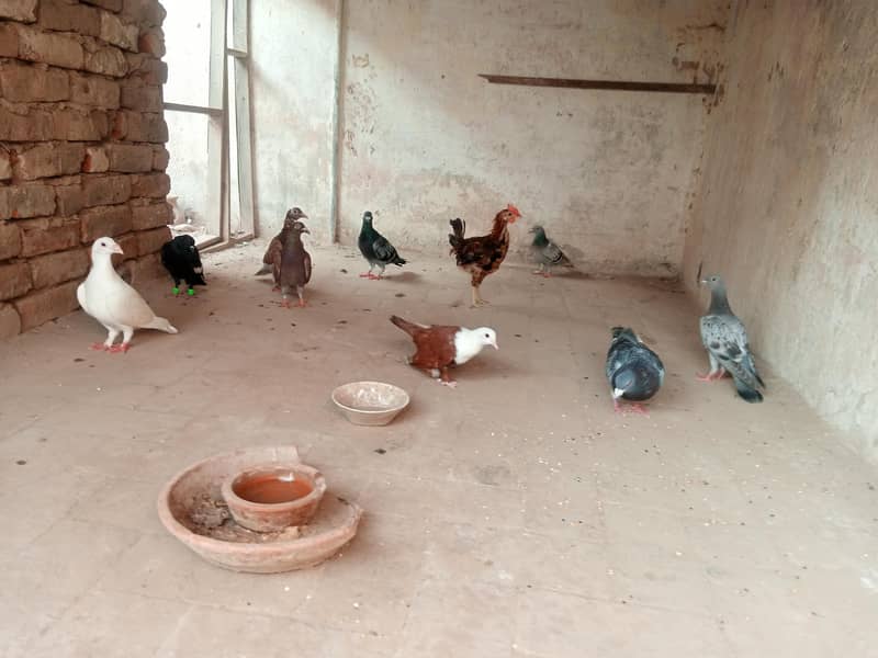piegons available 1
