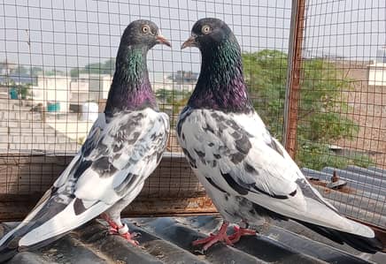 pure teedy  breeder pair/ zeraa breeder 2 pair golden 1 pair
