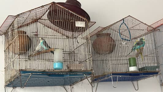 breeder pairs with chicks