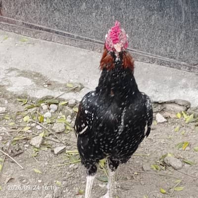 مرغابراے فروخت