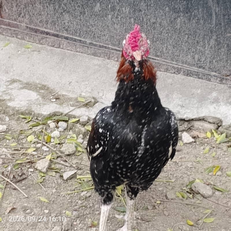 مرغابراے فروخت 0