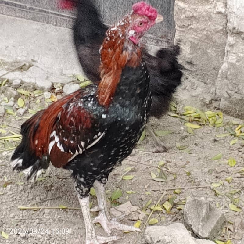 مرغابراے فروخت 1