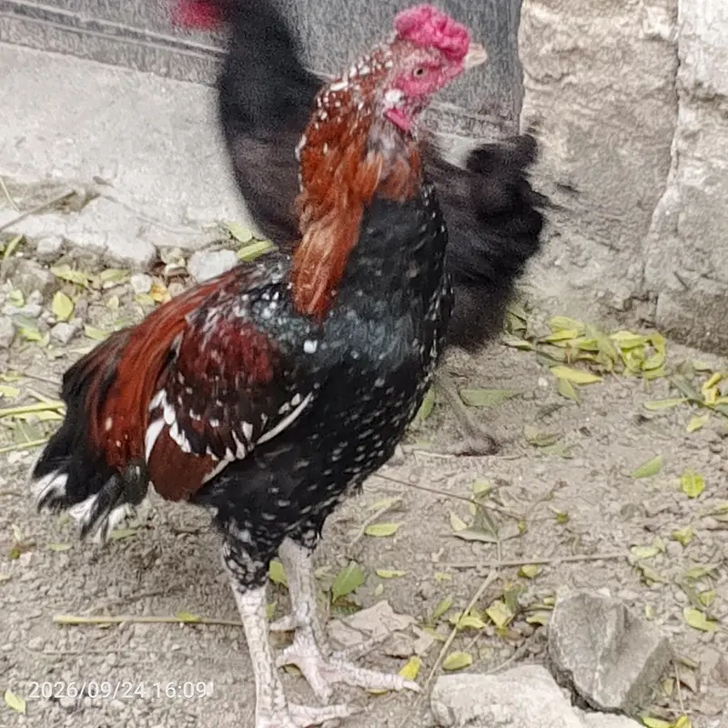 مرغابراے فروخت — photo 2