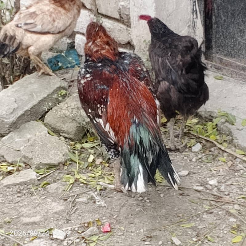 مرغابراے فروخت 2