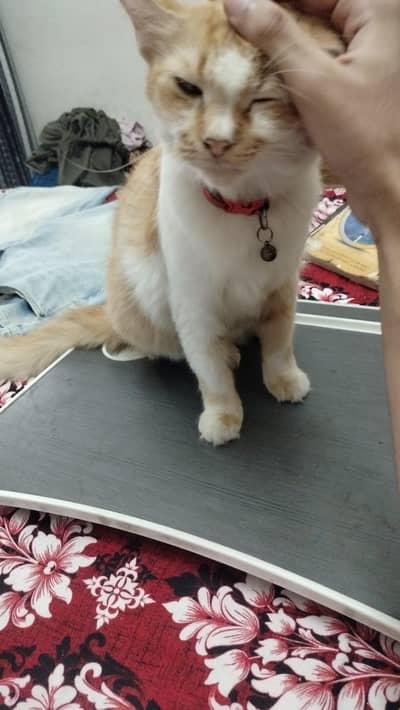 double coated  percian cat for adoption