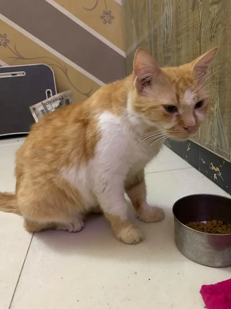 double coated  percian cat for adoption — photo 2