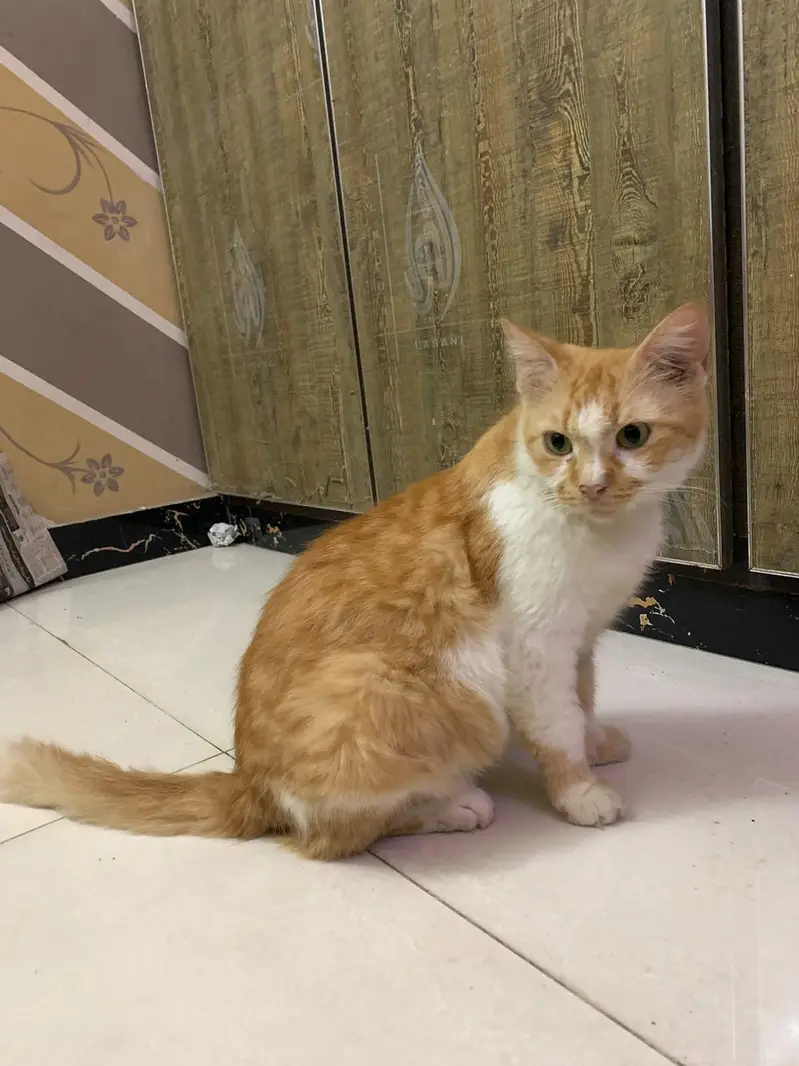 double coated  percian cat for adoption — photo 3