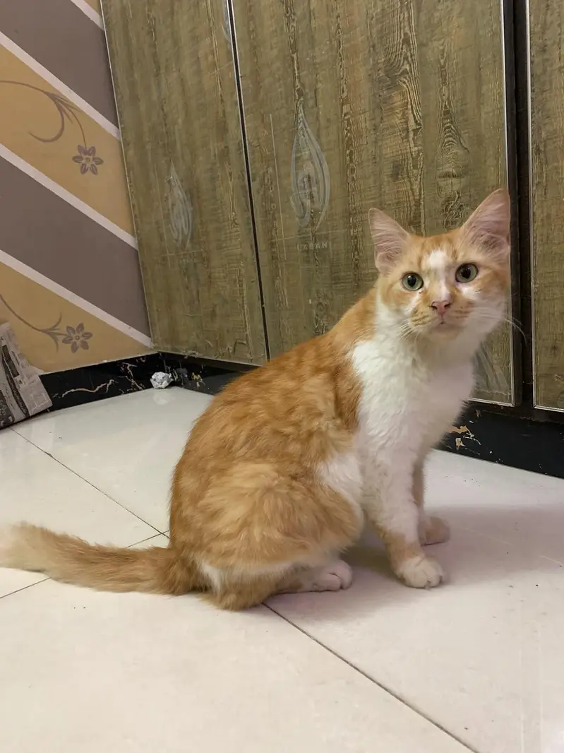 double coated  percian cat for adoption — photo 4
