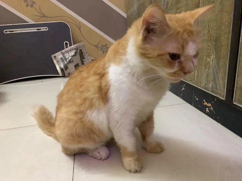double coated  percian cat for adoption — photo 5