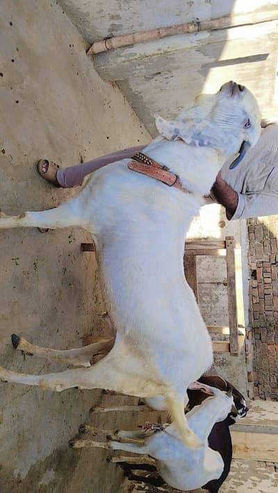 white rajanpuri bakra, 39 inches Hight,