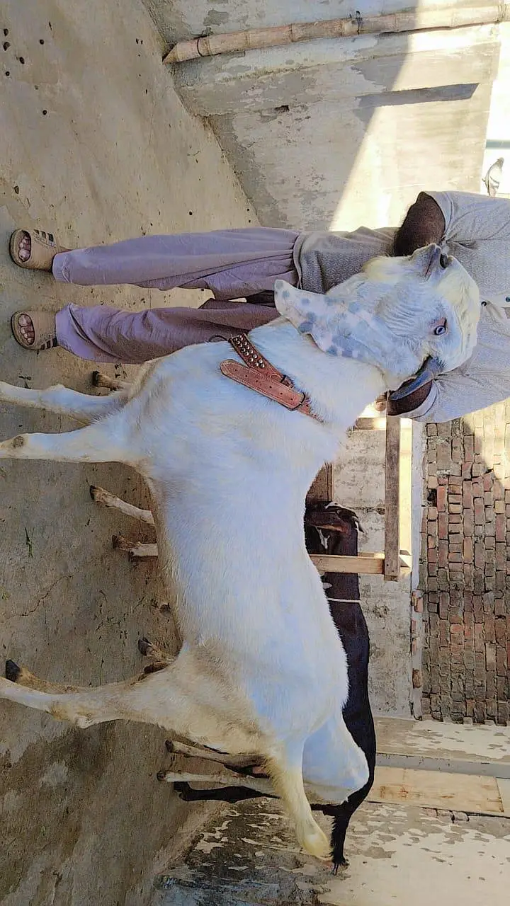 white rajanpuri bakra, 39 inches Hight, — photo 2