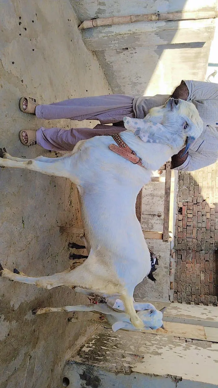 white rajanpuri bakra, 39 inches Hight, — photo 3