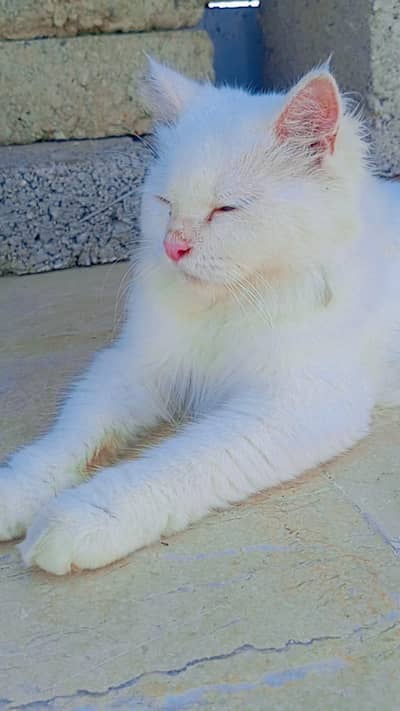 cat for argent sale