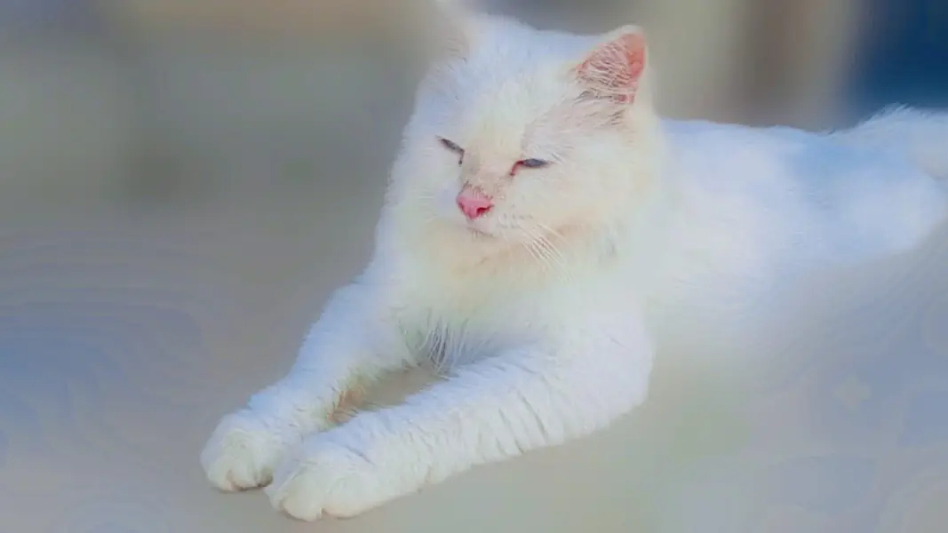 cat for argent sale — photo 2