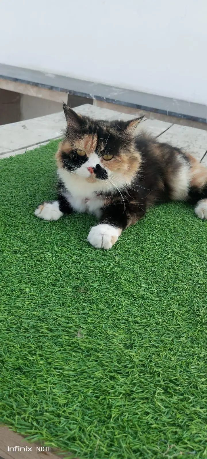 cat for argent sale — photo 3