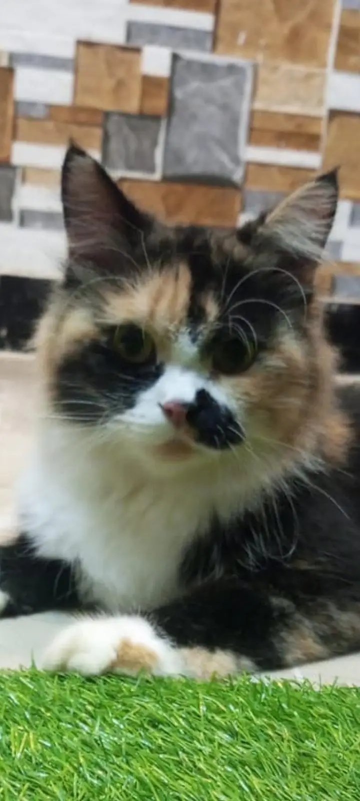 cat for argent sale — photo 4